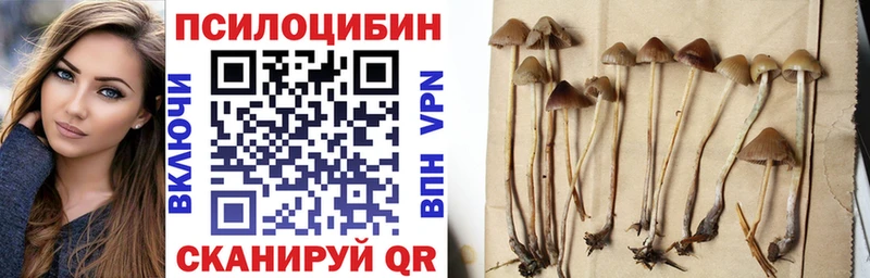 Псилоцибиновые грибы мицелий  где купить наркоту  Новоузенск 